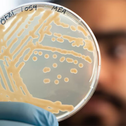 Científicos encuentran levadura en las entrañas de una momia… y hacen pan