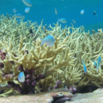 El 96% de los arrecifes de coral podría colapsar de aquí a 2075